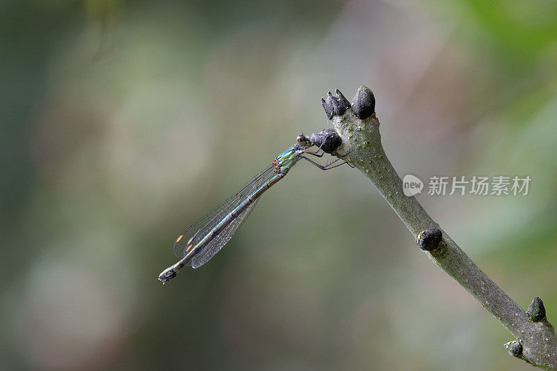 翠绿豆娘(Chalcolestes viridis)